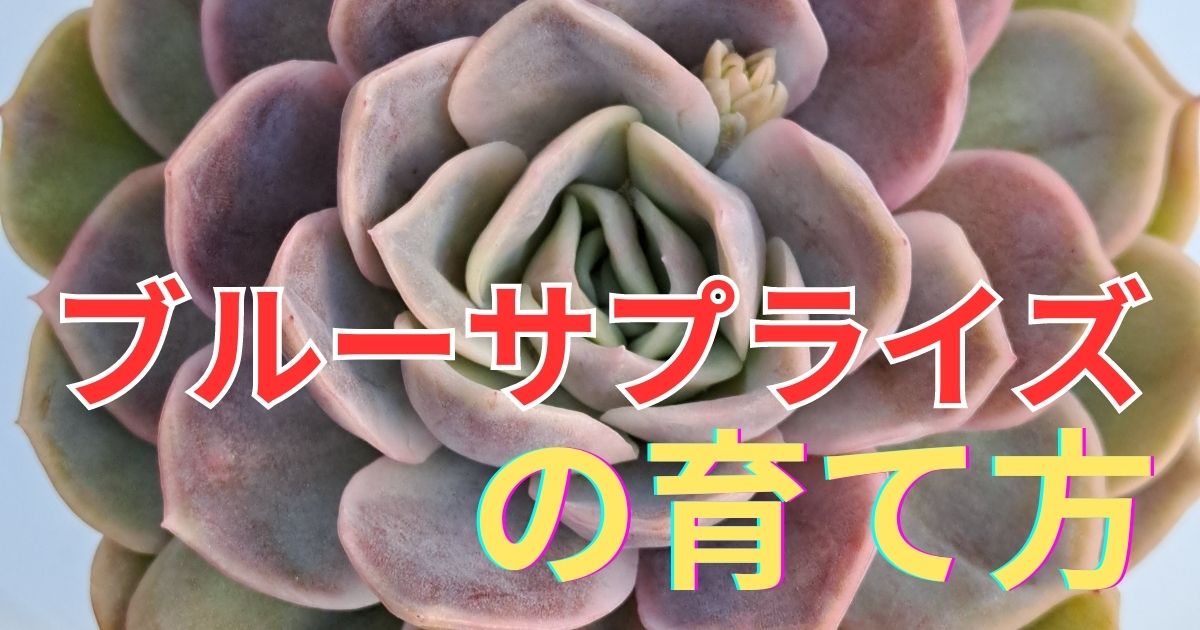 多肉植物エケベリア ブルーサプライズ - fawema.org